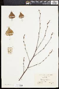 Betula populifolia image