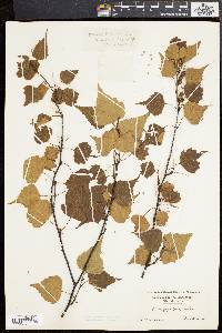 Betula populifolia image