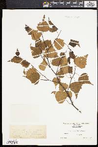 Betula populifolia image