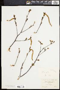 Betula populifolia image