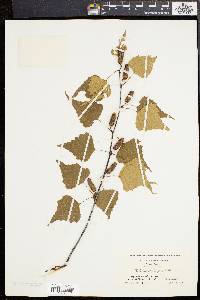 Betula populifolia image