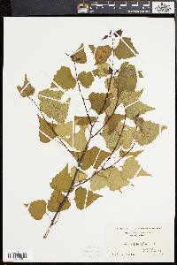 Betula populifolia image