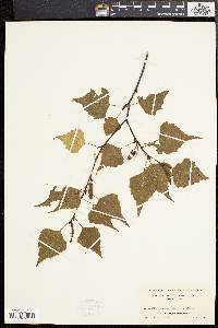 Betula populifolia image