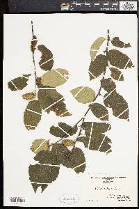 Betula alleghaniensis image