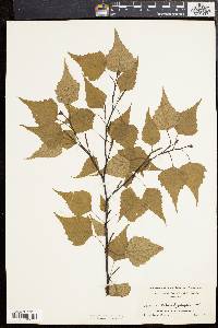 Betula populifolia image