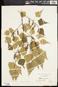 Betula populifolia image