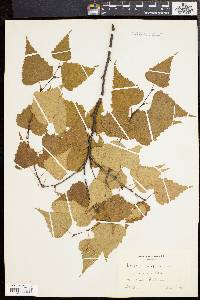 Betula populifolia image