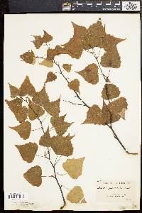 Betula populifolia image