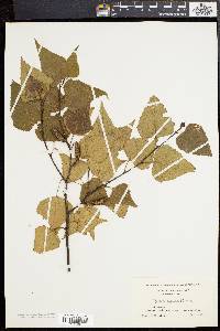 Betula populifolia image