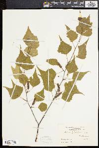 Betula populifolia image