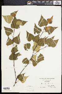 Betula populifolia image