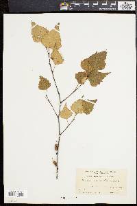 Betula populifolia image