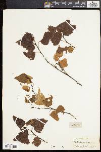 Betula populifolia image