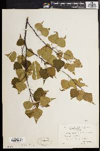 Betula populifolia image