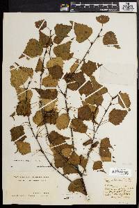 Betula populifolia image