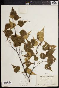 Betula populifolia image