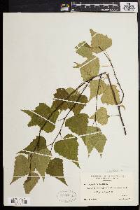 Betula populifolia image