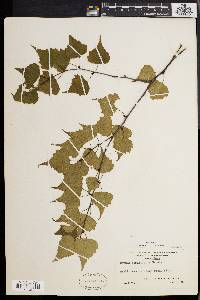 Betula populifolia image