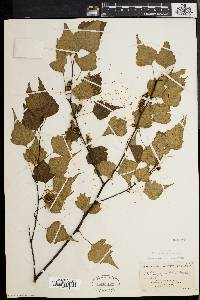 Betula populifolia image