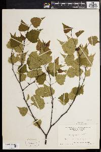 Betula populifolia image