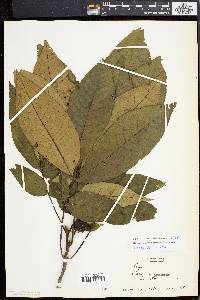 Carya ovalis image