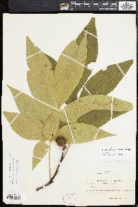 Carya ovalis image
