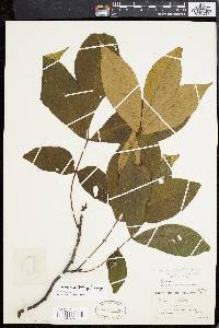 Carya ovalis image