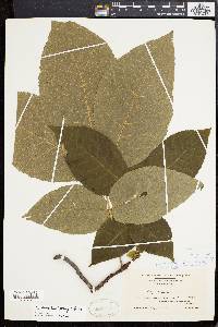 Carya ovalis image