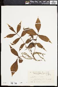 Carya ovalis image