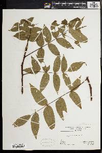 Juglans cinerea image