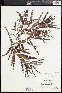 Comptonia peregrina image
