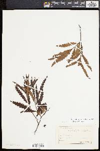 Comptonia peregrina image