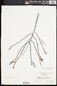 Comptonia peregrina image