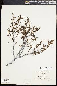 Comptonia peregrina image