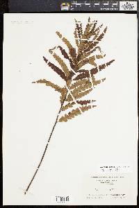 Comptonia peregrina image