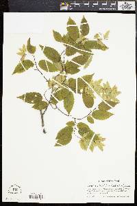 Carpinus laxiflora image