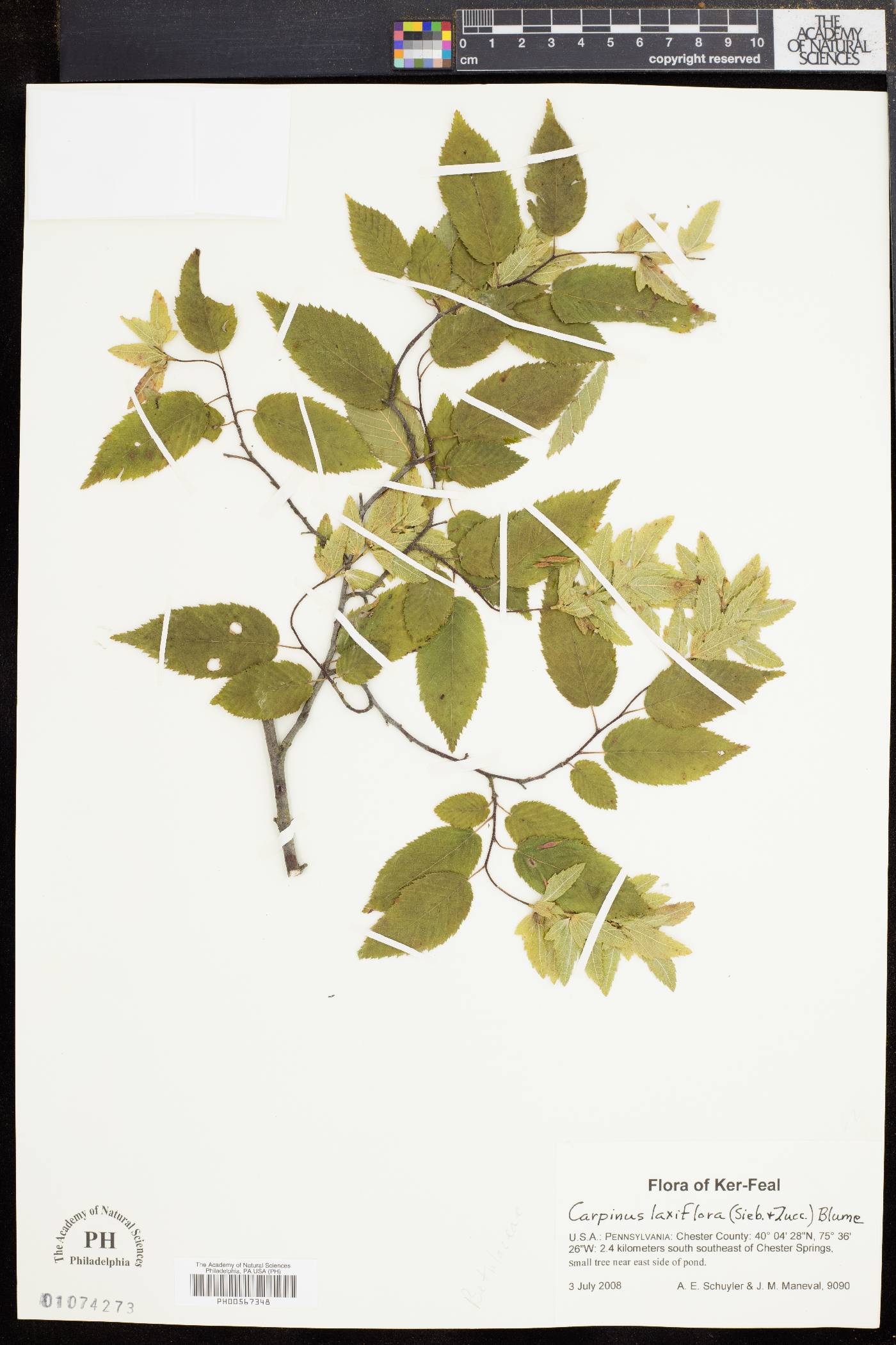 Carpinus laxiflora image