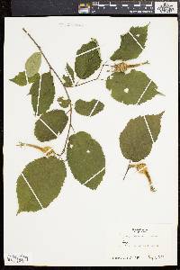 Corylus cornuta image