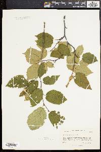 Corylus cornuta image