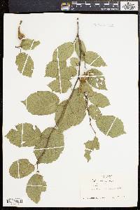 Corylus cornuta image