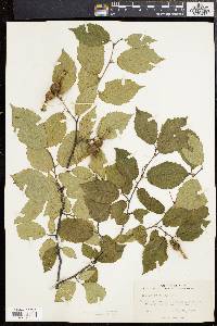 Corylus cornuta image