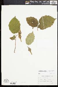 Corylus cornuta image