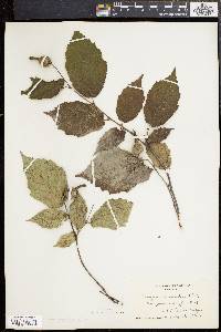 Corylus cornuta image