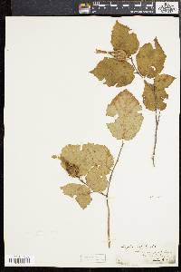 Corylus cornuta image