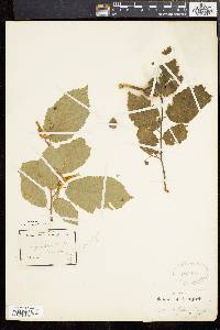 Corylus cornuta image