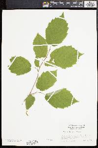 Corylus cornuta image