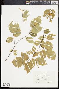 Corylus cornuta image