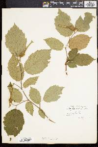 Corylus cornuta image