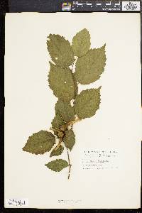 Corylus cornuta image