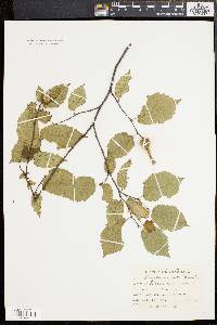 Corylus cornuta image